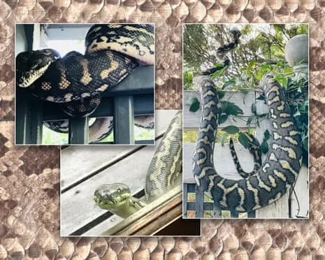 Welcoming the Snakes in the Roof: A Transformation from Dread to Admiration